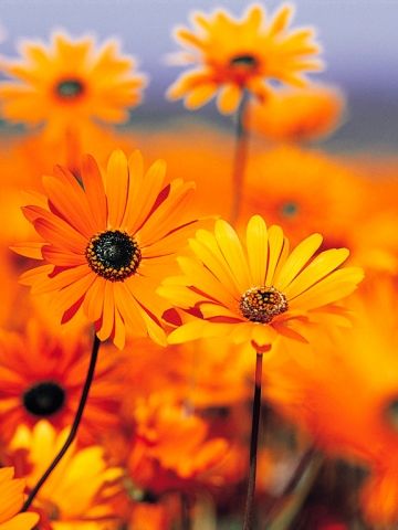 せり1(xoxo（ジョジョ）:東京都新宿区歌舞伎町/バーテンダー)