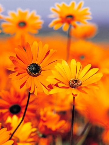 ゆか1(xoxo（ジョジョ）:東京都新宿区歌舞伎町/バーテンダー)